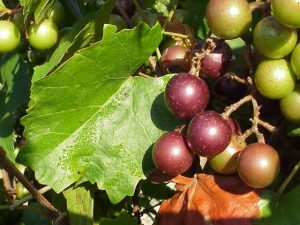 muscadine grapes