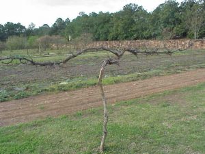 muscadine pruned