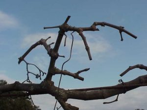 muscadine spur
