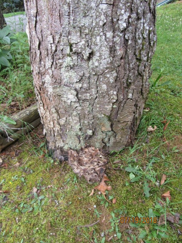 mushroom at base of tree 1 | Walter Reeves: The Georgia Gardener