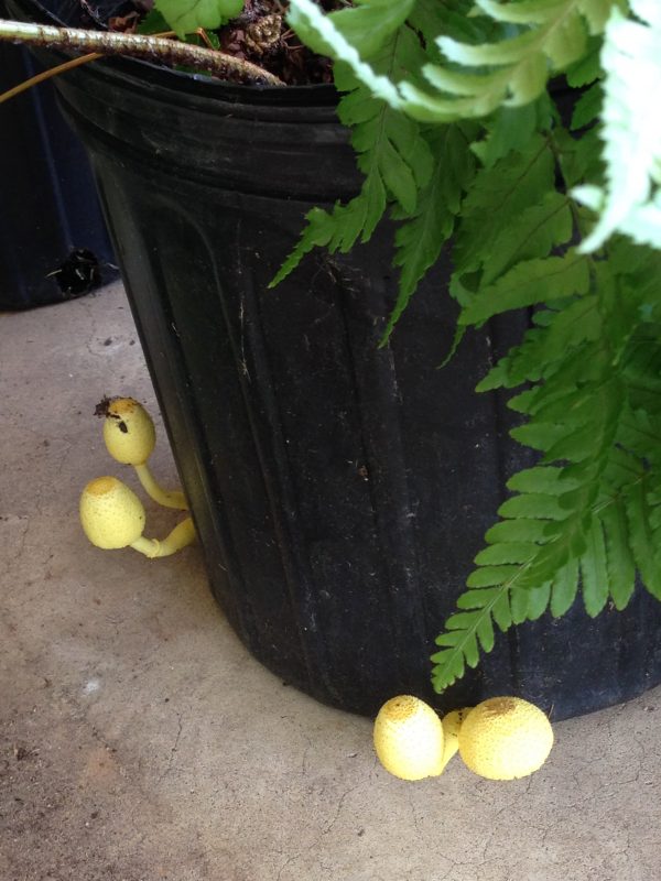 mushrooms-in-pot-tami-baker | Walter Reeves: The Georgia Gardener