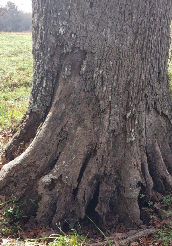 oak bark damage | Walter Reeves: The Georgia Gardener