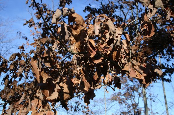 Leaf mold