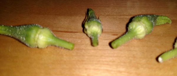okra not pollinated 1 | Walter Reeves: The Georgia Gardener