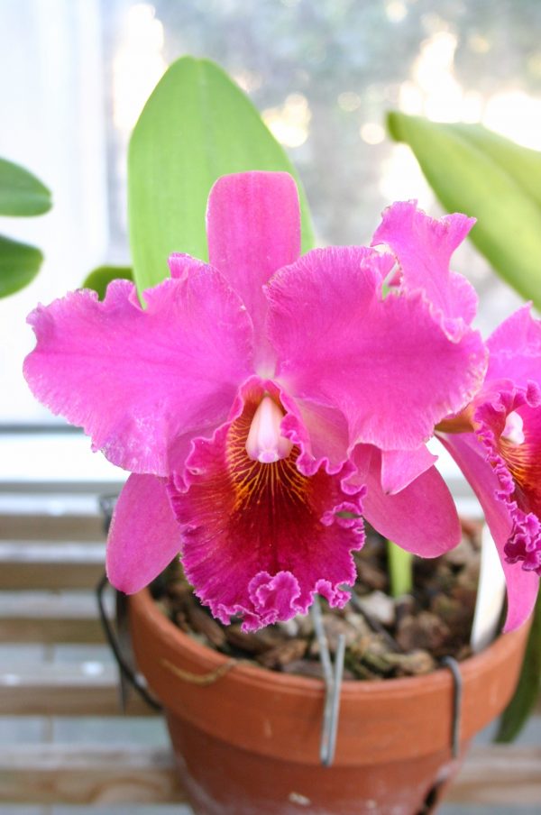 orchid pink 2 | Walter Reeves: The Georgia Gardener