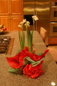 paperwhite narcissus