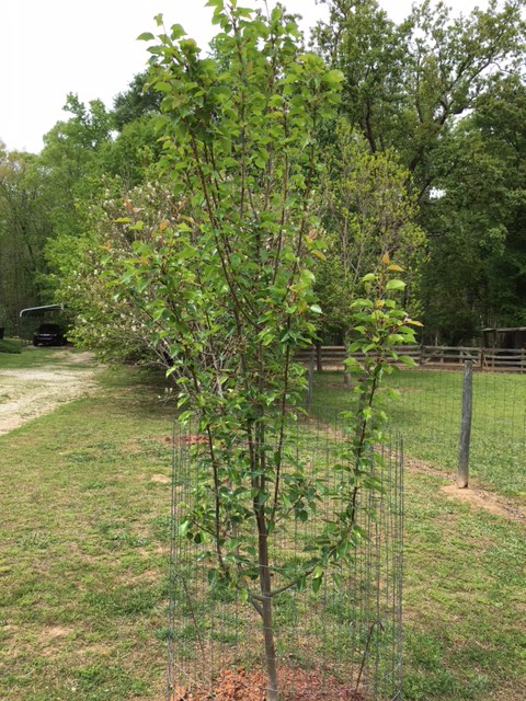 pear overloaded 1 | Walter Reeves: The Georgia Gardener