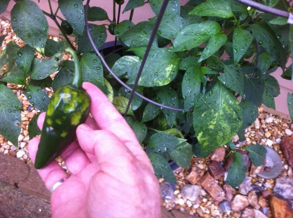pepper virus 2 | Walter Reeves: The Georgia Gardener