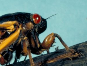 periodical cicada