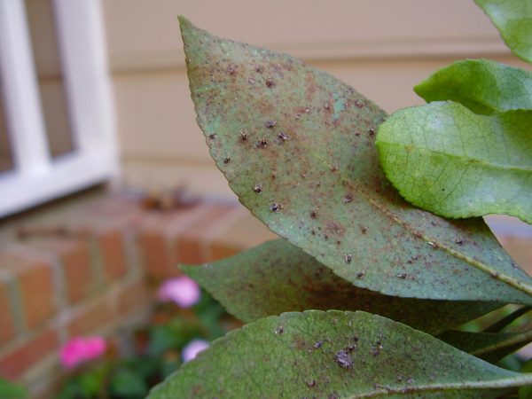 pieris lacebug