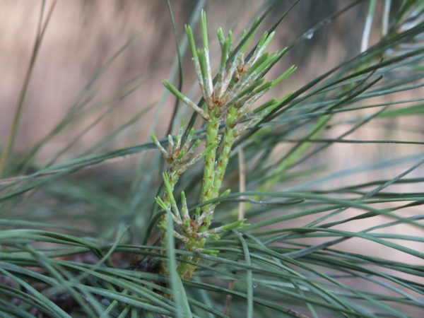 pine candle | Walter Reeves: The Georgia Gardener