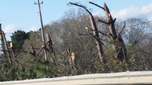 pine tree pruning | Walter Reeves: The Georgia Gardener