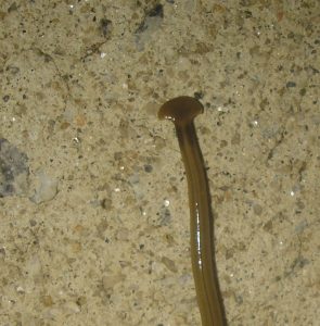 planaria