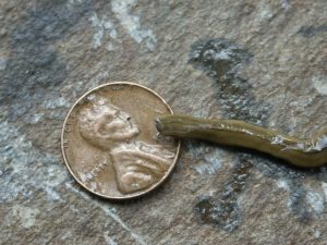 planaria