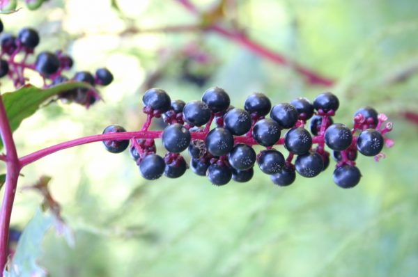 pokeweed berries