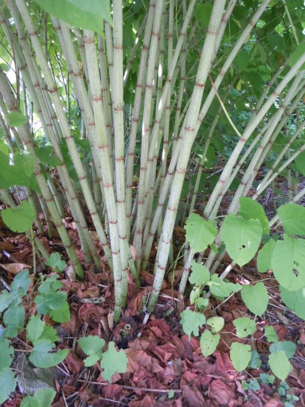 Polygonum cuspidatum