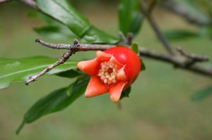 pomegranate flower
