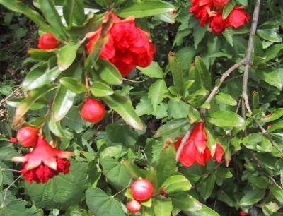 pomegranatedouble2 | Walter Reeves: The Georgia Gardener
