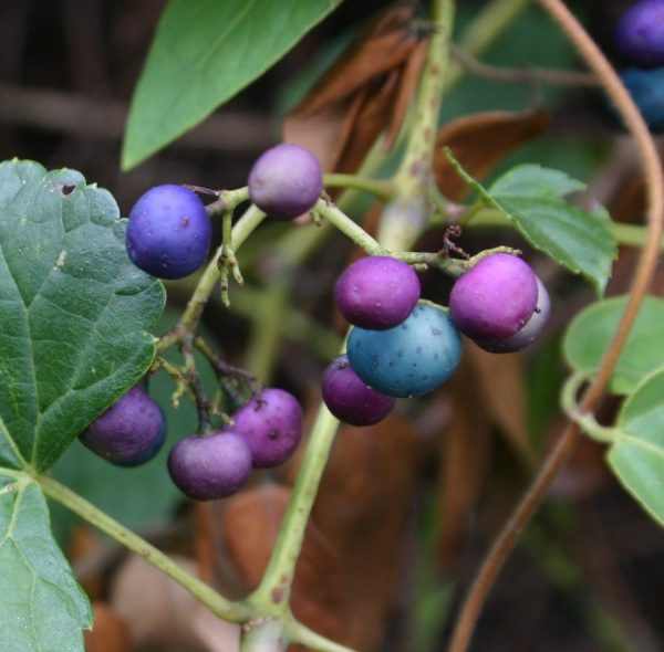 porcelain vine