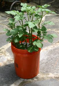 potato bucket