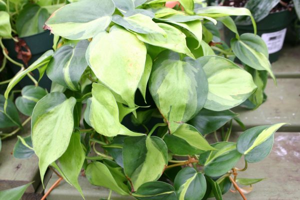 pothos | Walter Reeves: The Georgia Gardener pothos
