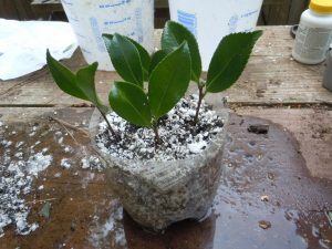 stick cuttings into media
