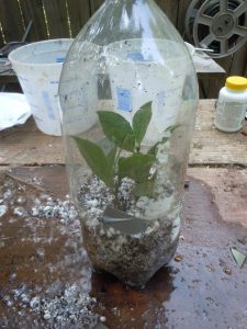 put top onto rooting chamber and secure with tape