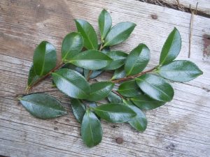 cut a fresh limb from the shrub