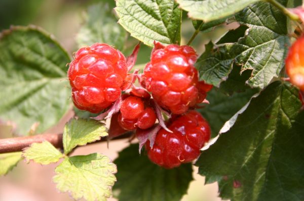 raspberry ripe 3 | Walter Reeves: The Georgia Gardener