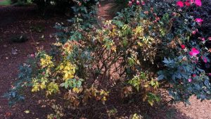 declining Knock Out rose
