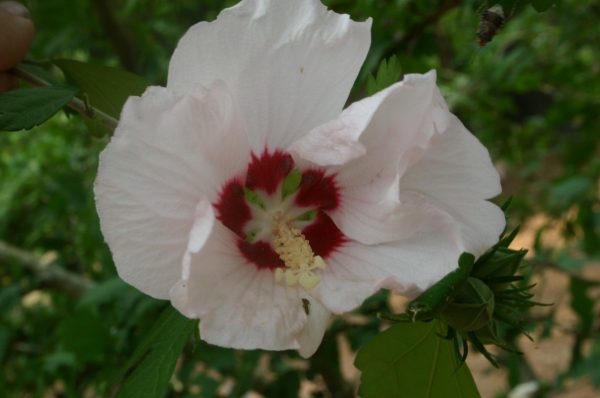 Rose of Sharon