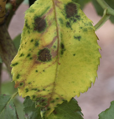 Black spot on rose leaf