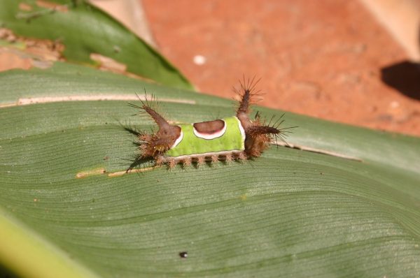 saddleback caterpillar