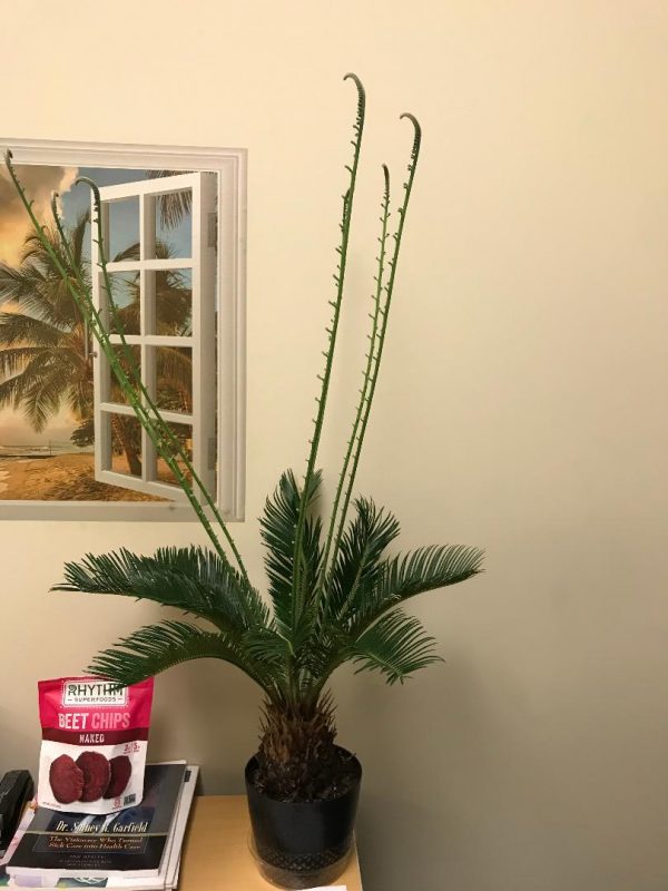 sago low light 1 | Walter Reeves: The Georgia Gardener