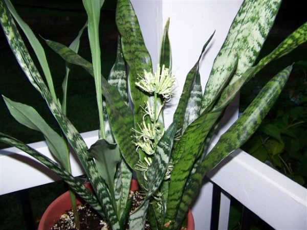 sanseveria