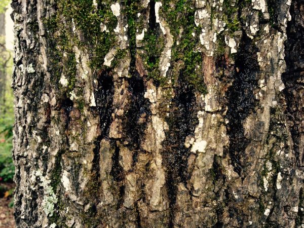 sapsucker damage | Walter Reeves: The Georgia Gardener