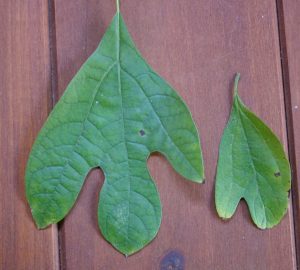sassafras leaf