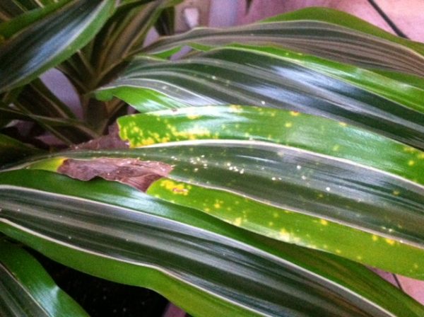 scale draceana 1 | Walter Reeves: The Georgia Gardener