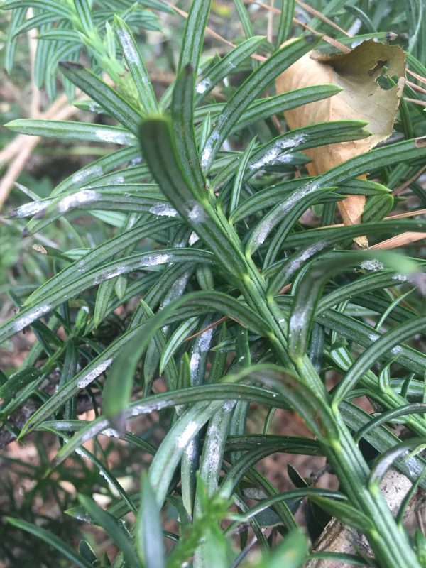 scale on false yew | Walter Reeves: The Georgia Gardener