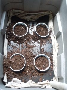 now fill each cup with potting soil