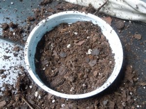 press the soil firmly into the cup; it has to be firm so the soil will wick water upwards