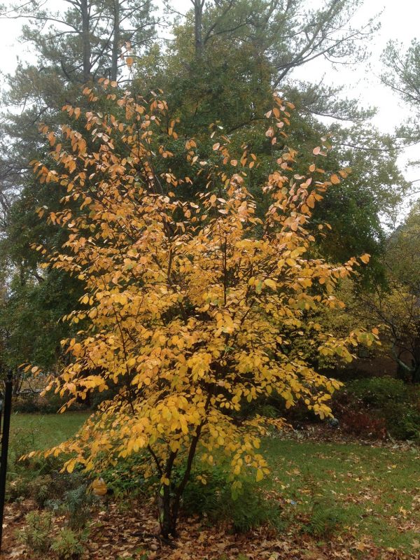 serviceberry 4 | Walter Reeves: The Georgia Gardener