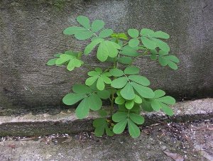 sicklepod | Walter Reeves: The Georgia Gardener