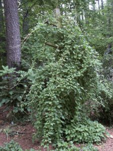 silver lace vine