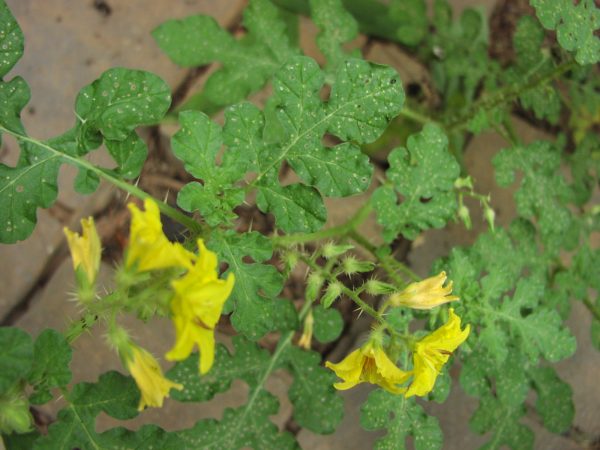 Solanum rostratum