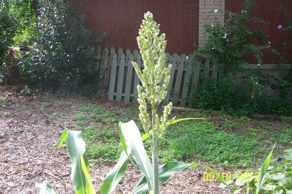 broom corn (sorghum)