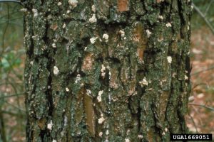 southern pine beetle Bugwood.org