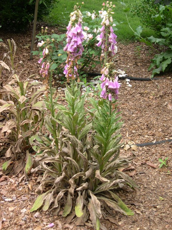 Purple foxglove overwinter