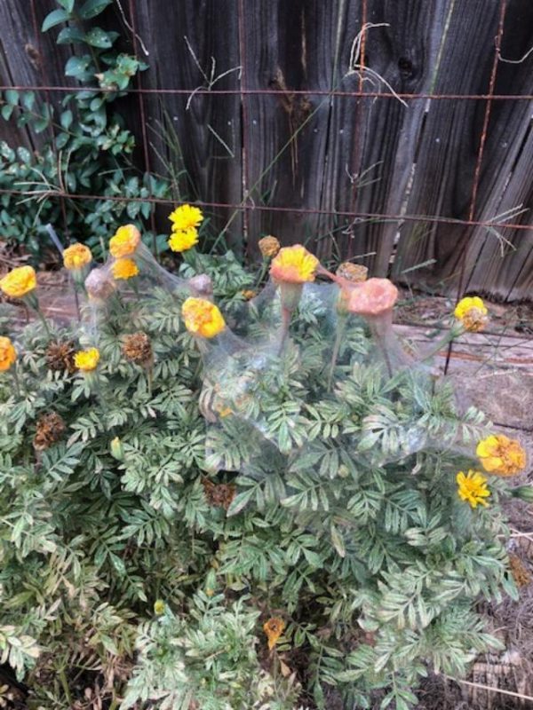 spider mites marigold | Walter Reeves: The Georgia Gardener