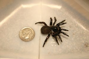 trap door spider